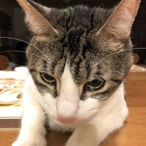 Meet your Posher, Janayya